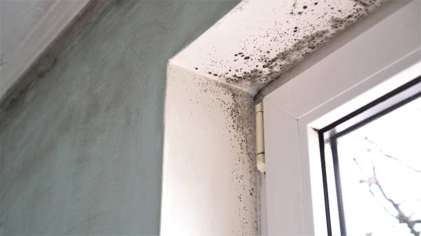 Best Mold Damage Repair  in Castle Pines Village, CO