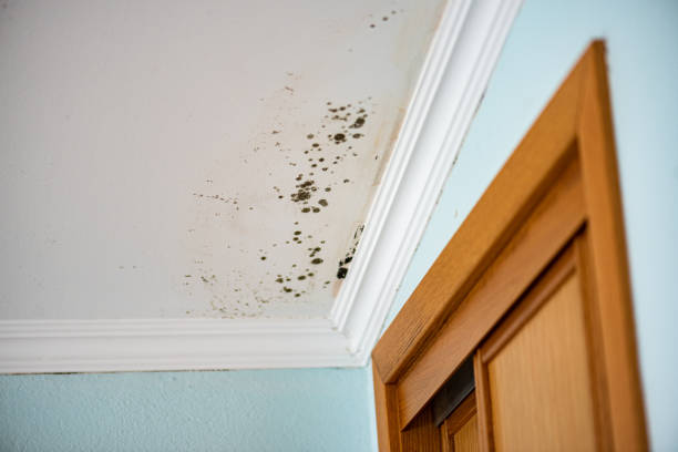 Best Certified Mold Removal  in Castle Pines Village, CO