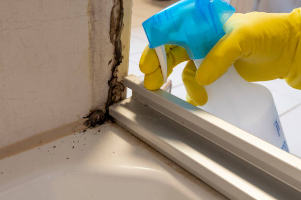 Best Mold Removal Company Near Me  in Castle Pines Village, CO