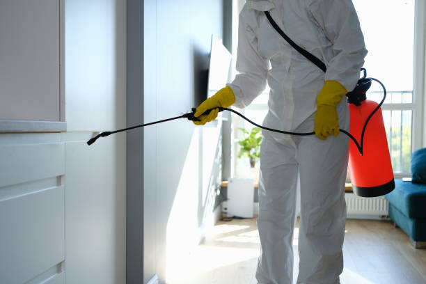 Best Black Mold Removal  in Castle Pines Village, CO