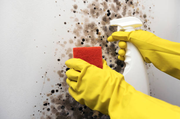 Best Toxic Mold Removal  in Castle Pines Village, CO