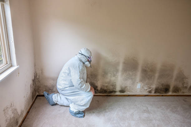 Home Mold Removal in Castle Pines Village, CO