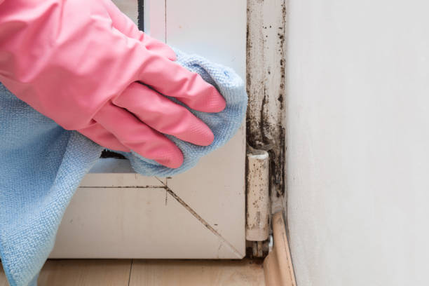 Mold Removal and Inspection in Castle Pines Village, CO